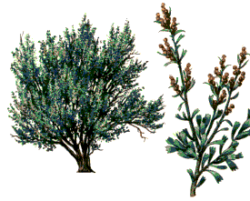 Artemisia absinthium2.gif